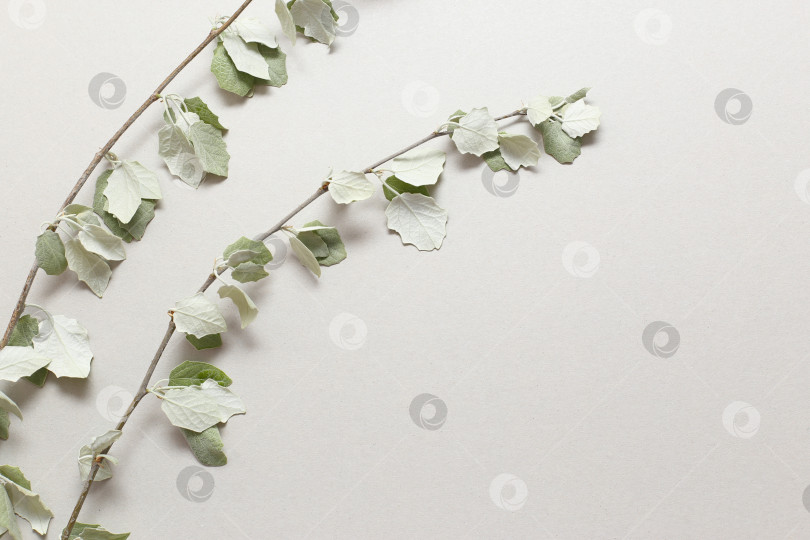 Скачать Ветка со светло-зелеными молодыми листочками на текстурной белой бумаге. Весенний фон для дизайна и декора. фотосток Ozero