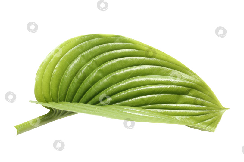 Скачать Свежий тропический лист, выделенный на белом фоне. Хосты из листьев для дизайна. фотосток Ozero