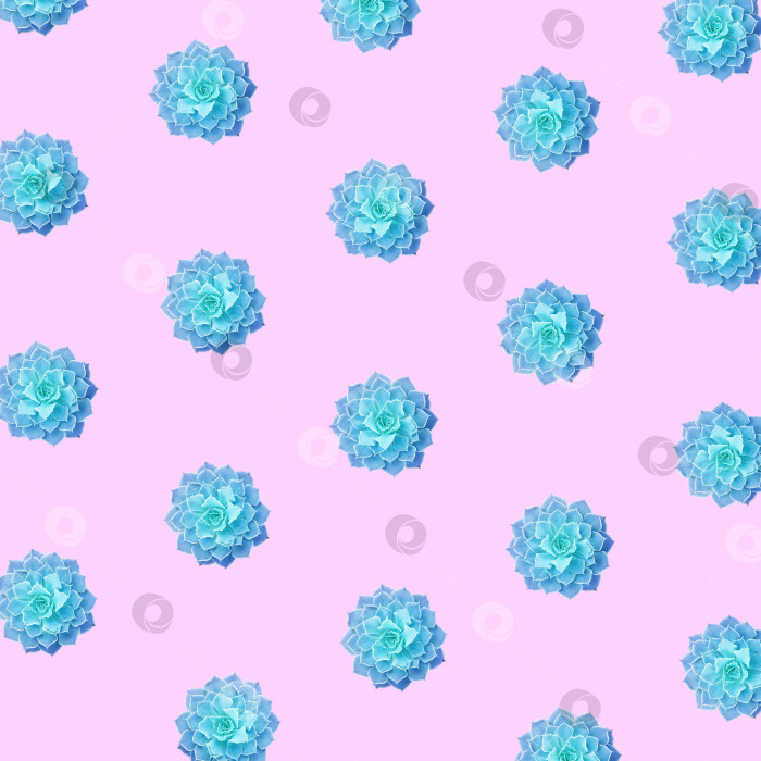 Скачать Фон из суккулентов. Суккуленты крупным планом. Элементы тропического растения для дизайна. фотосток Ozero