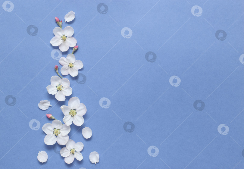 Скачать Весенние белые цветы на текстурной синей бумаге. Весенний фон для дизайна и декора. фотосток Ozero