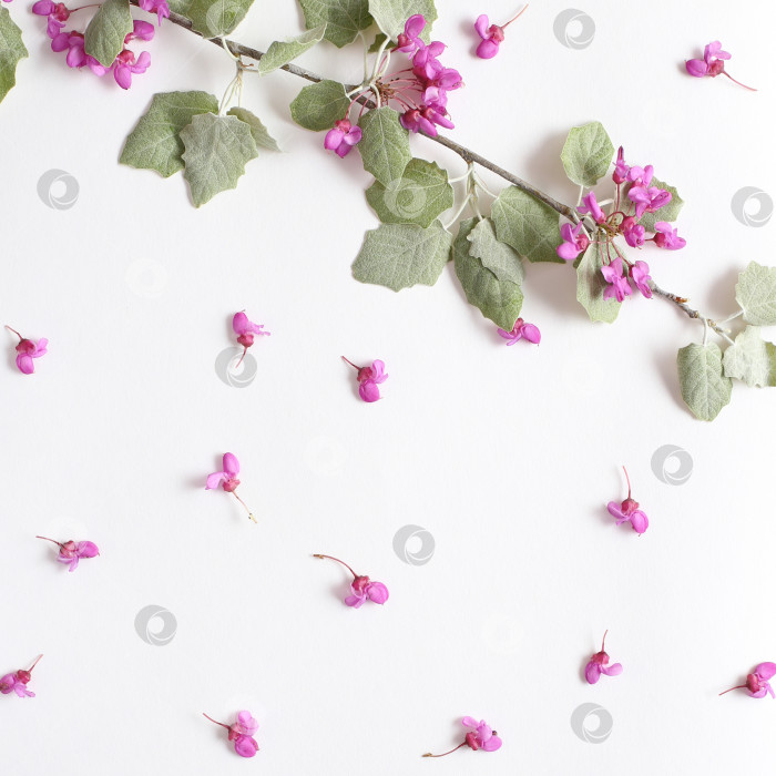 Скачать Весенние розовые цветы на ветке и светло-зеленые молодые листья на фактурной белой бумаге. Весенний фон для дизайна и декора. фотосток Ozero