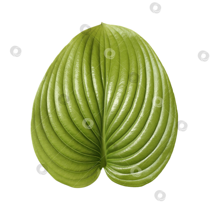 Скачать Свежий тропический лист, выделенный на белом фоне. Хосты из листьев для дизайна. фотосток Ozero