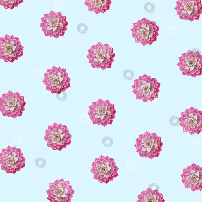 Скачать Фон из суккулентов. Суккуленты крупным планом. Элементы тропического растения для дизайна. фотосток Ozero