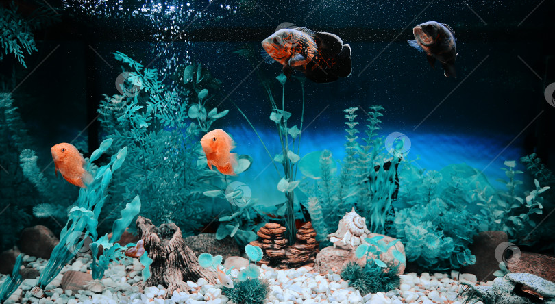 Скачать Хищные рыбы среди пузырьков в аквариуме. Астронотус Оскар, цихлазома северум, цихлида. фотосток Ozero