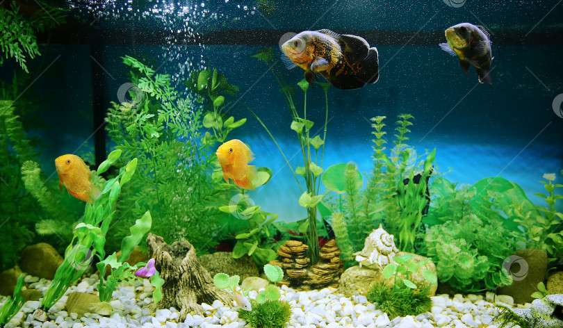 Скачать Хищные рыбы среди пузырьков в аквариуме. Астронотус Оскар, цихлазома северум, цихлида. фотосток Ozero