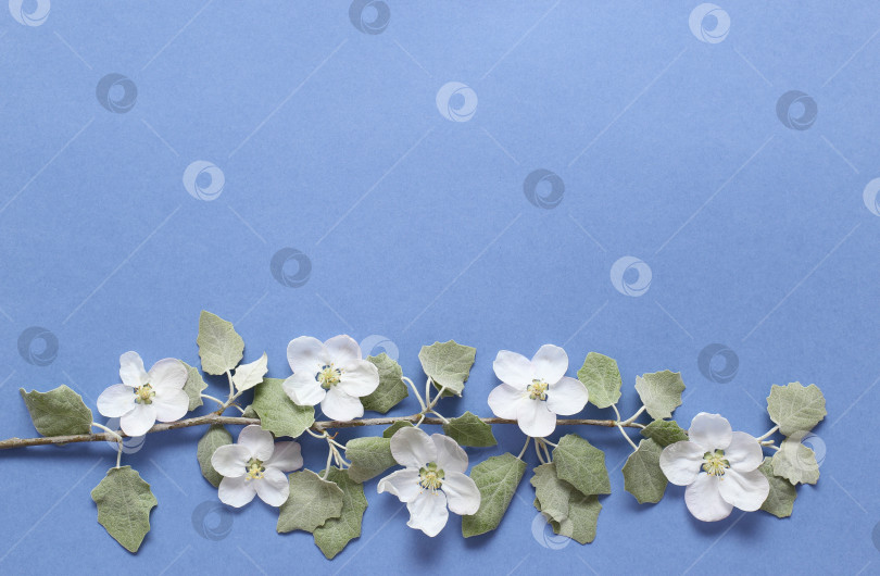 Скачать Весенняя ветка с белыми цветами и зелеными листьями на текстурной синей бумаге. Весенний фон для дизайна и декора. фотосток Ozero