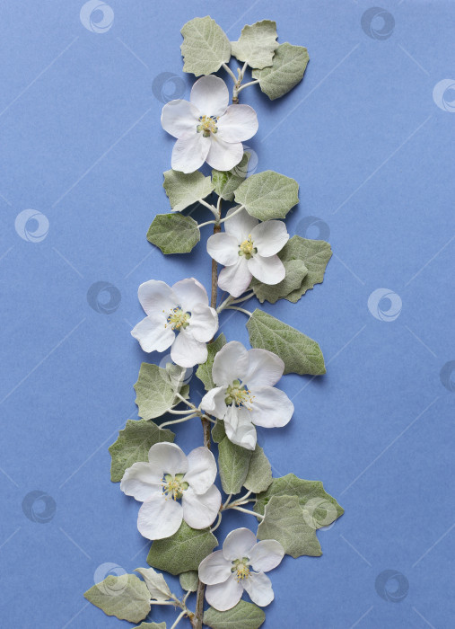 Скачать Весенняя ветка с белыми цветами и зелеными листьями на текстурной синей бумаге. Весенний фон для дизайна и декора. фотосток Ozero