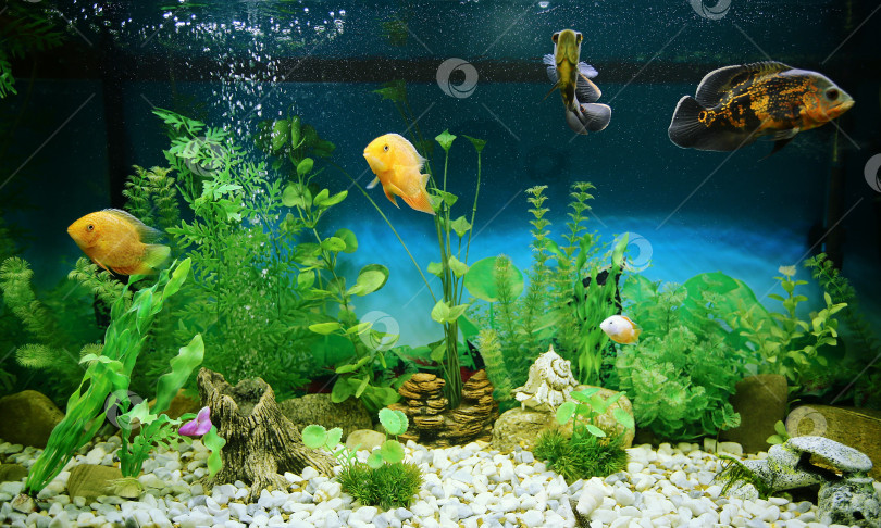 Скачать Хищные рыбы среди пузырьков в аквариуме. Астронотус Оскар, цихлазома северум, цихлида. фотосток Ozero