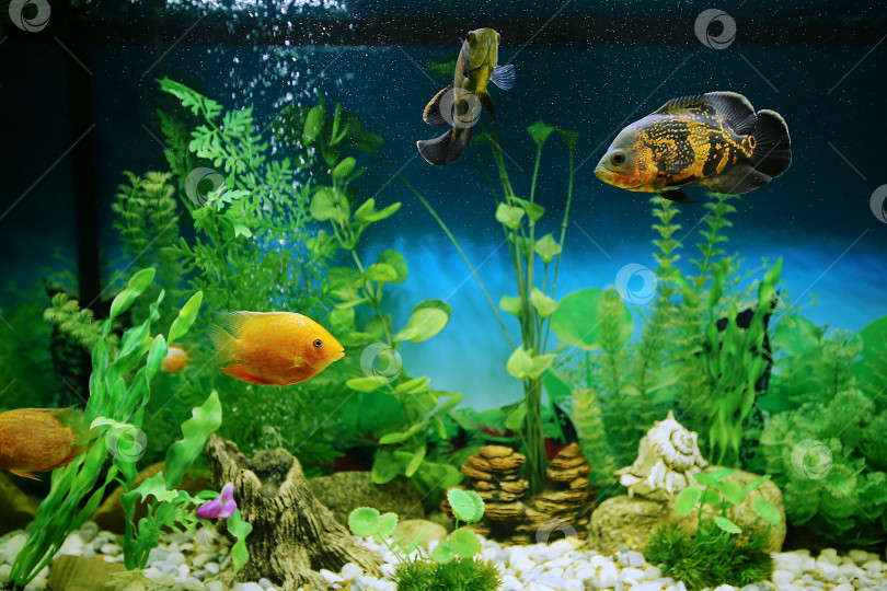 Скачать Хищные рыбы среди пузырьков в аквариуме. Астронотус Оскар, цихлазома северум, цихлида. фотосток Ozero