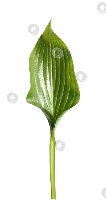 Скачать Свежий тропический лист, выделенный на белом фоне. Хосты из листьев для дизайна. фотосток Ozero