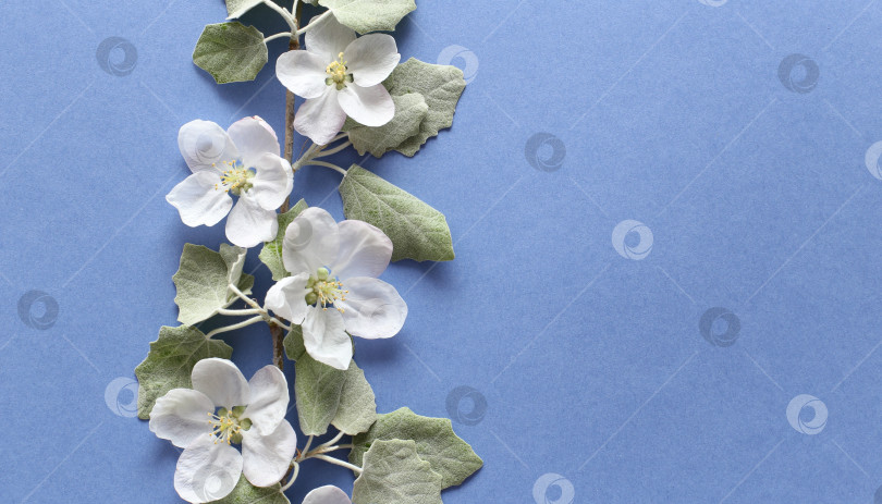 Скачать Весенняя ветка с белыми цветами и зелеными листьями на текстурной синей бумаге. Весенний фон для дизайна и декора. фотосток Ozero