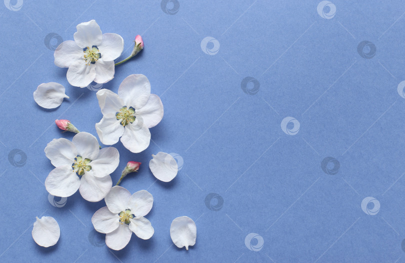 Скачать Весенние белые цветы на текстурной синей бумаге. Весенний фон для дизайна и декора. фотосток Ozero