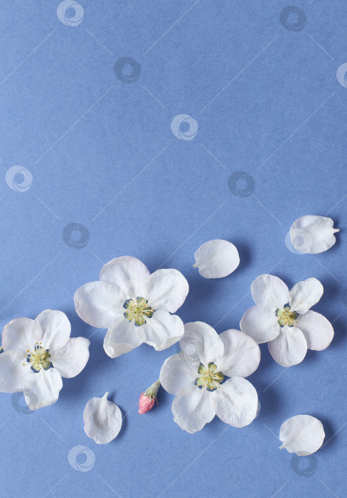 Скачать Весенние белые цветы на текстурной синей бумаге. Весенний фон для дизайна и декора. фотосток Ozero