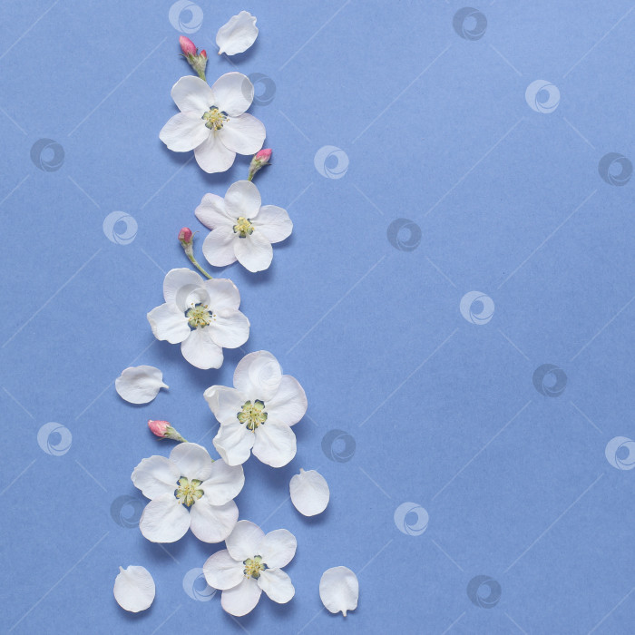 Скачать Весенние белые цветы на текстурной синей бумаге. Весенний фон для дизайна и декора. фотосток Ozero