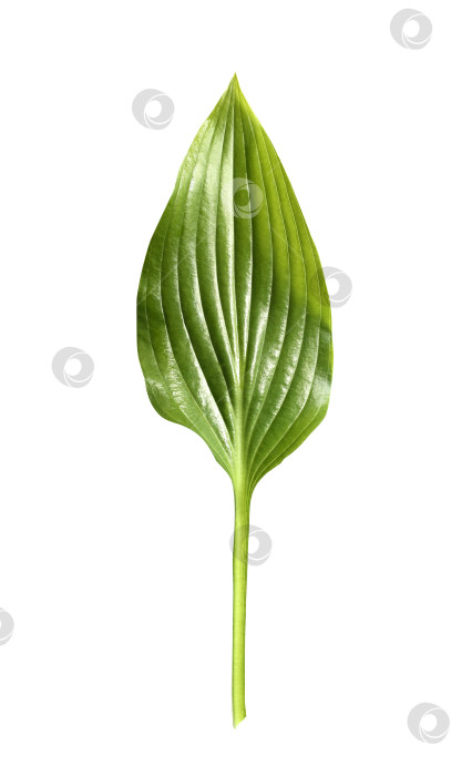 Скачать Свежий тропический лист, выделенный на белом фоне. Хосты из листьев для дизайна. фотосток Ozero