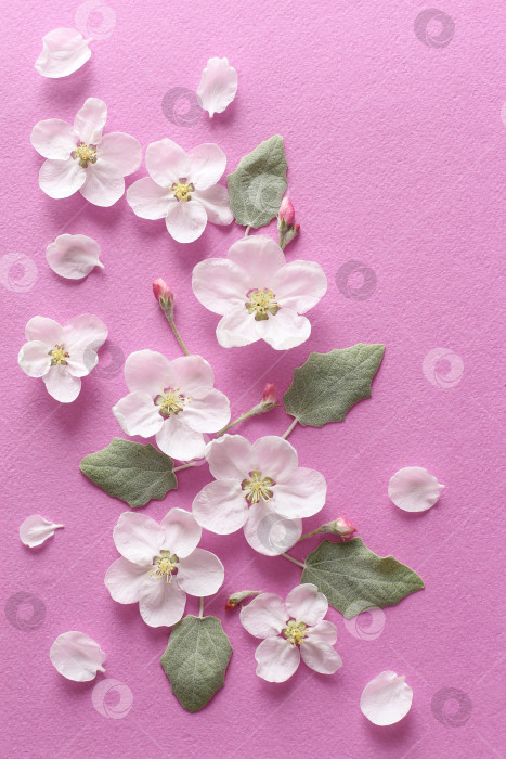 Скачать Весенние белые цветы и светло-зеленые листья на текстурной розовой бумаге. Весенний фон для дизайна и декора. фотосток Ozero