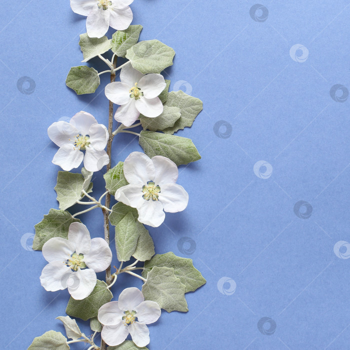 Скачать Весенняя ветка с белыми цветами и зелеными листьями на текстурной синей бумаге. Весенний фон для дизайна и декора. фотосток Ozero