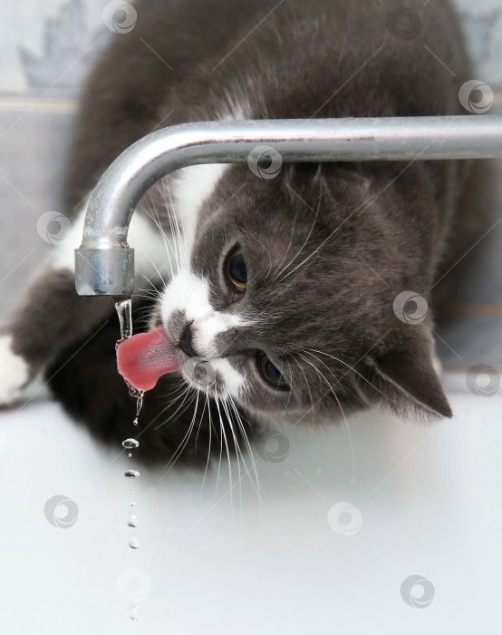 Скачать Серая кошка пьет воду из старого крана фотосток Ozero