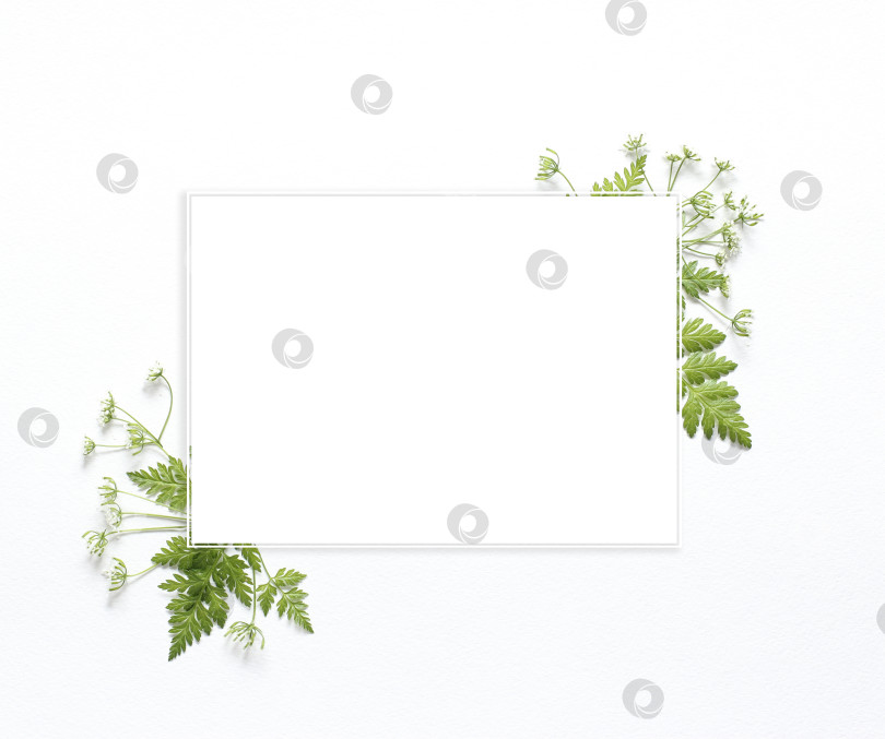 Скачать Зеленые листья в белой квадратной рамке помещают текст, выделенный на белом фоне фотосток Ozero