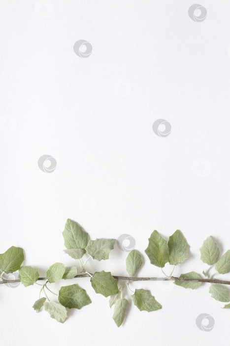 Скачать Ветка со светло-зелеными молодыми листочками на текстурной белой бумаге. Весенний фон для дизайна и декора. фотосток Ozero