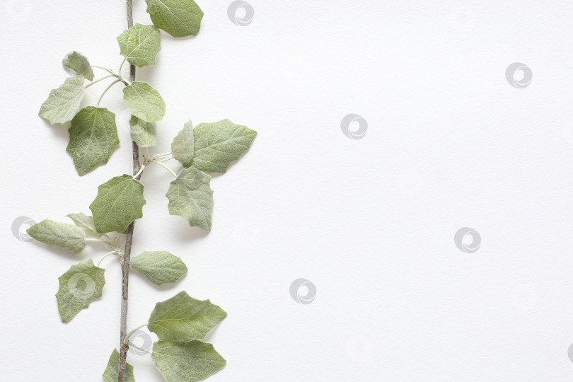 Скачать Ветка со светло-зелеными молодыми листочками на текстурной белой бумаге. Весенний фон для дизайна и декора. фотосток Ozero