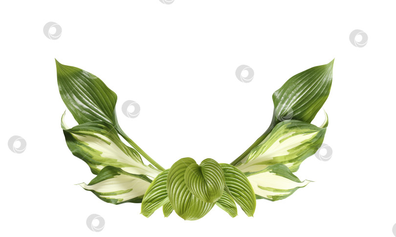 Скачать Свежий тропический лист, выделенный на белом фоне. Хосты из листьев для дизайна. фотосток Ozero