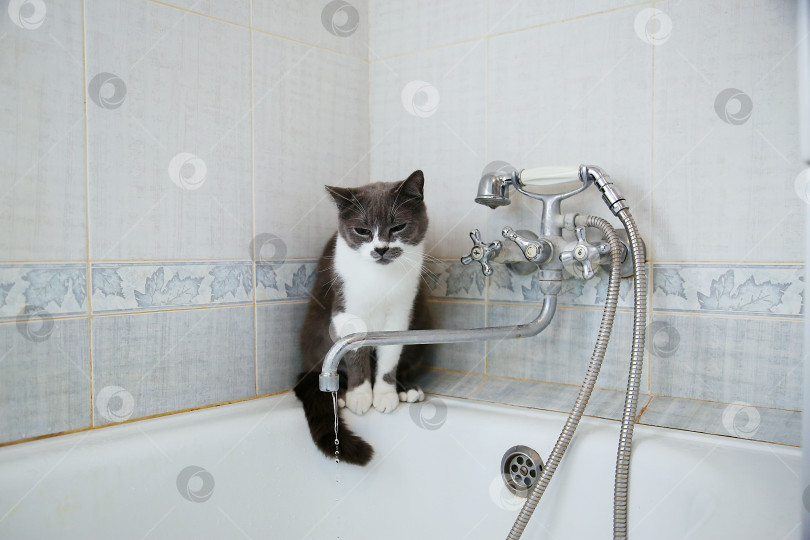 Скачать Серая кошка пьет воду из старого крана фотосток Ozero