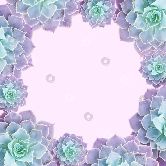 Скачать Рамка из суккулентов для текста. Суккуленты крупным планом. Элементы тропического растения для дизайна. фотосток Ozero