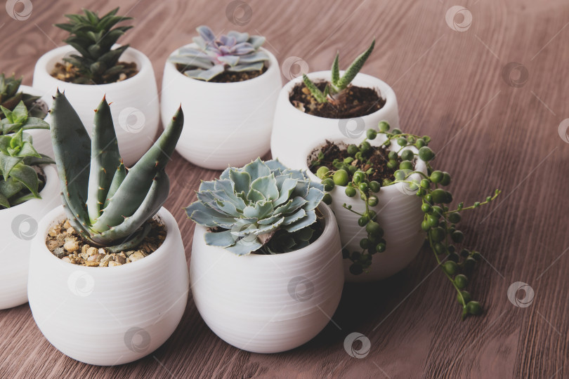 Скачать Суккуленты в горшках на деревянном фоне фотосток Ozero