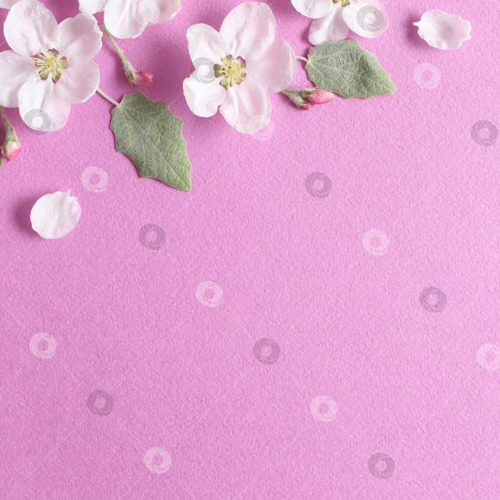 Скачать Весенние белые цветы и светло-зеленые листья на текстурной розовой бумаге. Весенний фон для дизайна и декора. фотосток Ozero