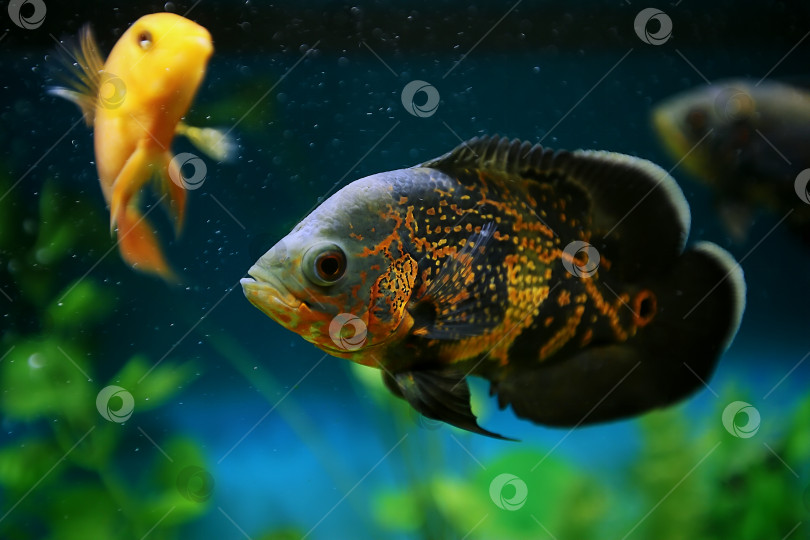 Скачать Хищная рыба среди пузырьков в аквариуме. Астронотус Оскар, цихлида. фотосток Ozero