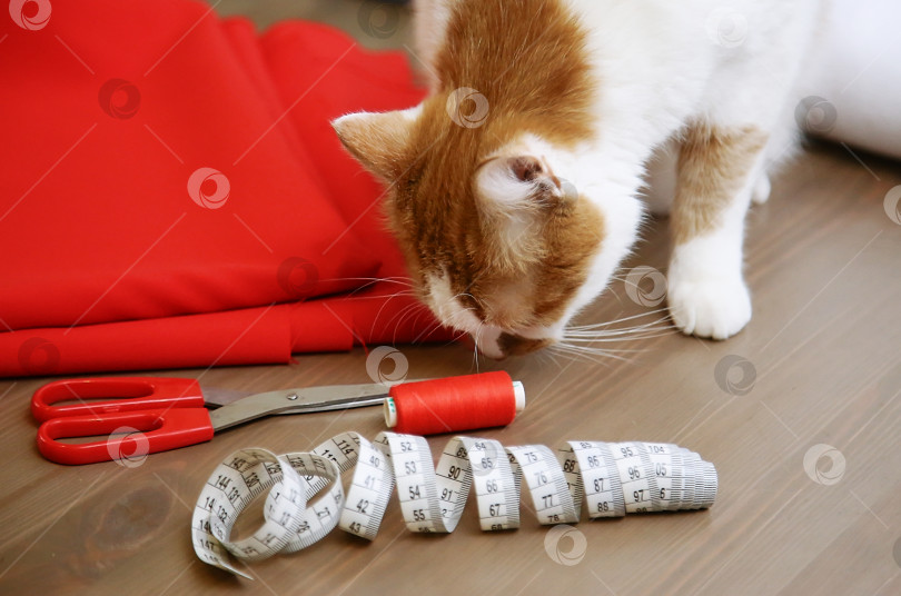 Скачать Ткань, ножницы, нитки, рулетка. Принадлежности для шитья. Рыжий кот сидит среди швейных принадлежностей. фотосток Ozero