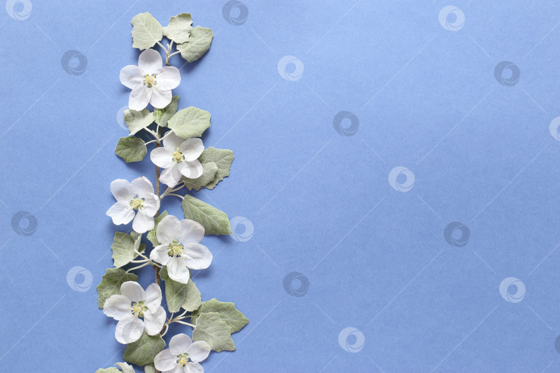 Скачать Весенняя ветка с белыми цветами и зелеными листьями на текстурной синей бумаге. Весенний фон для дизайна и декора. фотосток Ozero