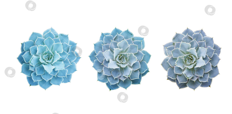 Скачать Суккуленты крупным планом, вырезанные на белом фоне. Элементы тропического растения для дизайна. фотосток Ozero