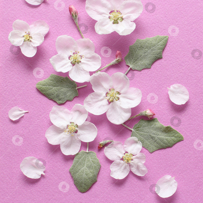 Скачать Весенние белые цветы и светло-зеленые листья на текстурной розовой бумаге. Весенний фон для дизайна и декора. фотосток Ozero