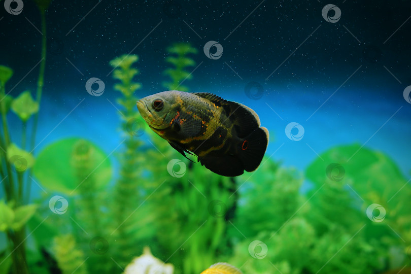 Скачать Хищная рыба среди пузырьков в аквариуме. Астронотус Оскар, цихлида. фотосток Ozero