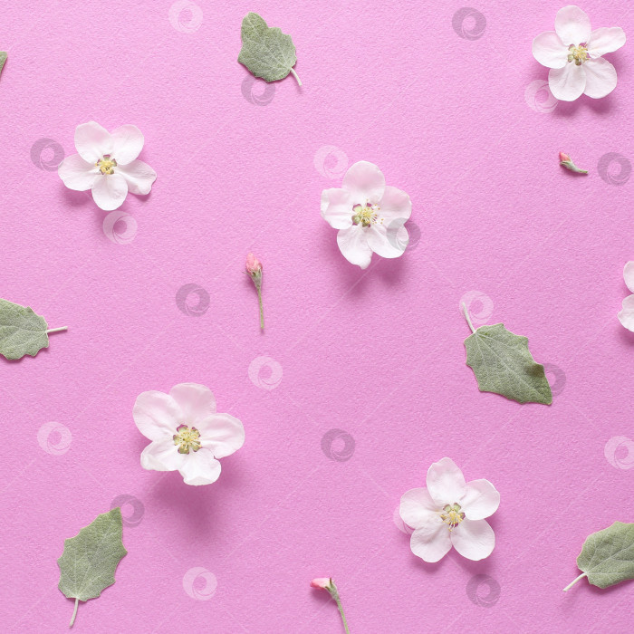 Скачать Весенние белые цветы и светло-зеленые листья на текстурной розовой бумаге. Весенний фон для дизайна и декора. фотосток Ozero