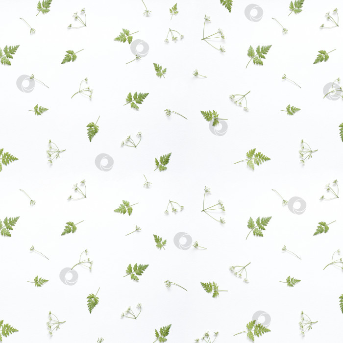 Скачать Цветочный узор из зеленых листьев и веток на белом фоне. Ровный рисунок, вид сверху. Фон в виде валентинки. Цветочный узор. Текстура цветочного узора фотосток Ozero