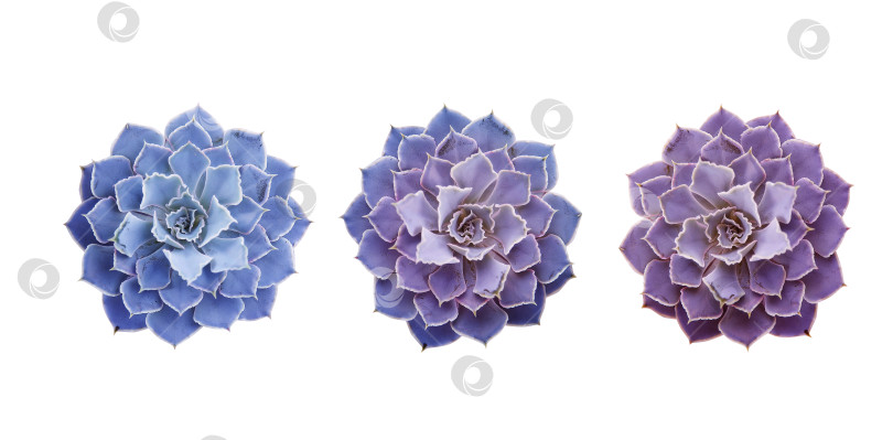 Скачать Суккуленты крупным планом, вырезанные на белом фоне. Элементы тропического растения для дизайна. фотосток Ozero