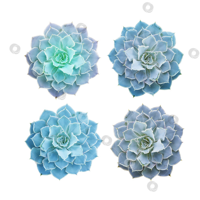 Скачать Суккуленты крупным планом, вырезанные на белом фоне. Элементы тропического растения для дизайна. фотосток Ozero