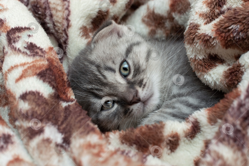 Скачать Маленький симпатичный серый котенок лежит, завернувшись в одеяло. фотосток Ozero