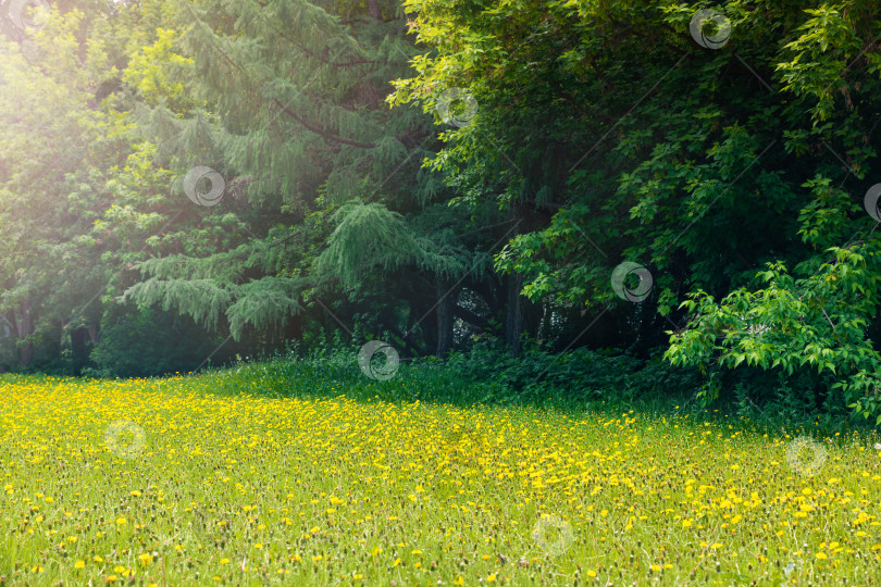 Скачать Поле желтых одуванчиков среди зеленых деревьев фотосток Ozero