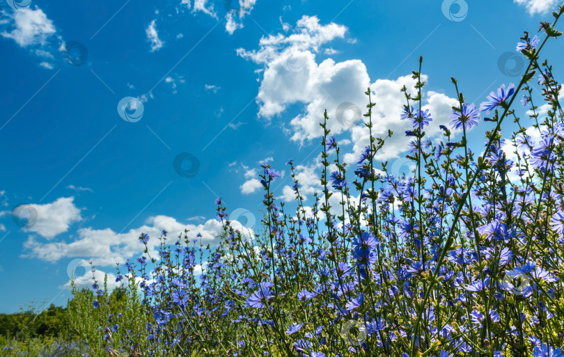 Скачать Цикорий обыкновенный. Голубые цветки семейства сложноцветных. фотосток Ozero