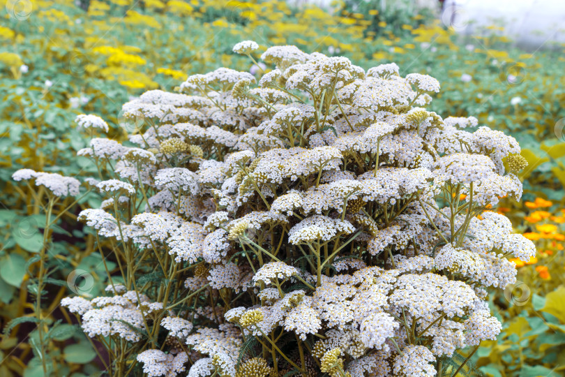 Скачать Тысячелистник лекарственный. Мелкие распускающиеся цветки. фотосток Ozero
