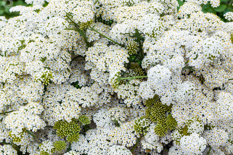 Скачать Тысячелистник лекарственный. Растение, используемое в медицине, кулинарии и садоводстве. фотосток Ozero