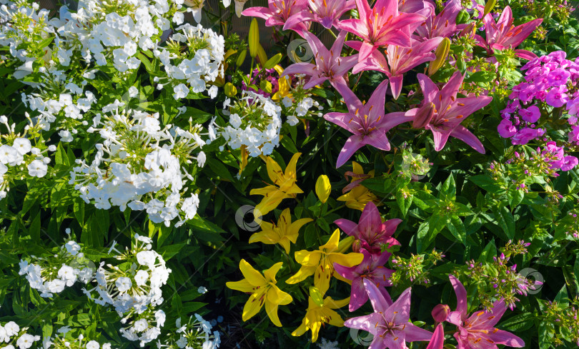 Скачать Красные и желтые лилии с белыми лепестками фотосток Ozero