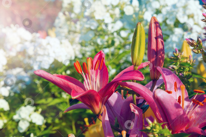 Скачать Красные цветущие лилии и бутоны, которые еще не распустились. фотосток Ozero