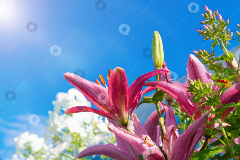 Скачать Красные лилии на фоне голубого неба. фотосток Ozero