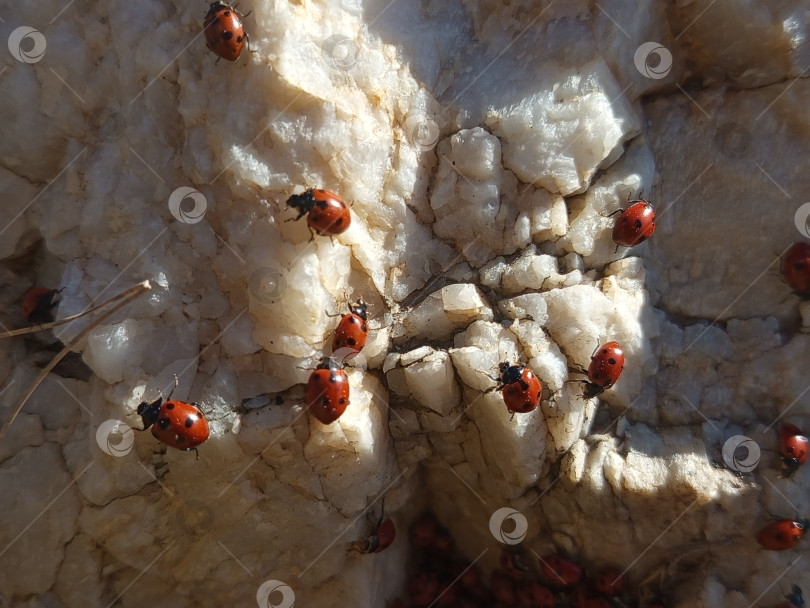 Скачать Божьи коровки на белом камне. фотосток Ozero