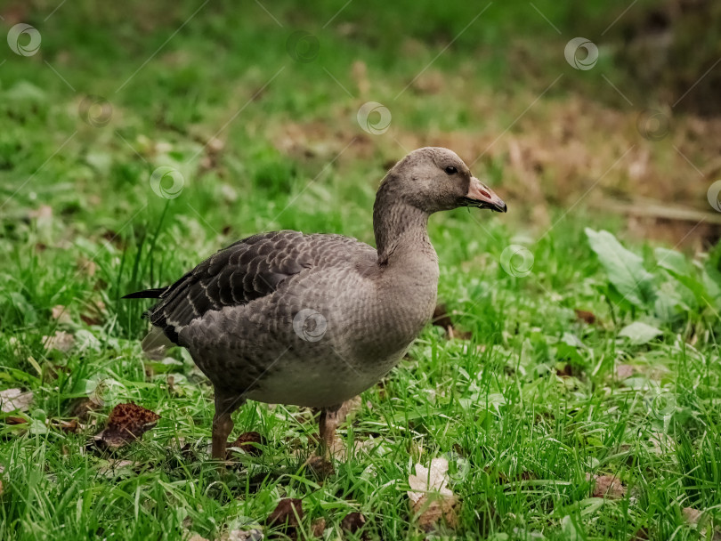 Скачать Молодой белолобый гусь, перелетная птица. фотосток Ozero